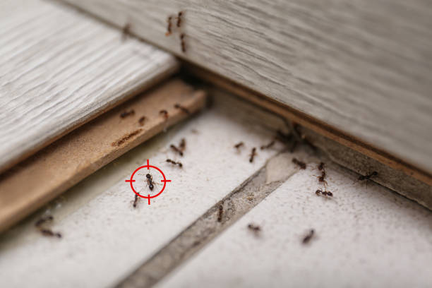Bird Control in Depew, NY