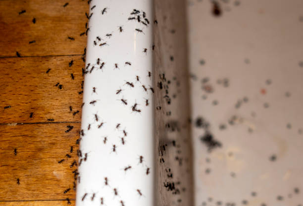Best Pest Control for Businesses  in Depew, NY